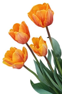 Oranje tulpen